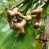 Japanese raisin tree - hovenia dulcis