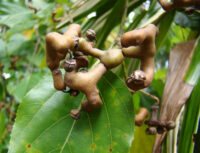 Japanese raisin tree - hovenia dulcis